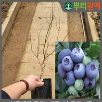 블루베리묘목 블루베리 나무 묘목 불루베리묘목 30센치