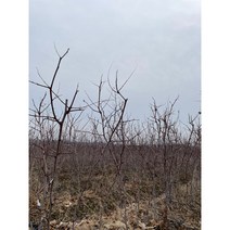 사과대추묘목 왕대추 10주 상묘 한묶음셋트 접목 1년생 2년생 (새나무농원)