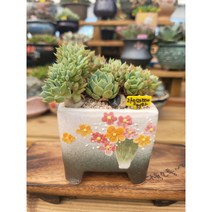 [다육소풍] 라밀라떼철화, 1개