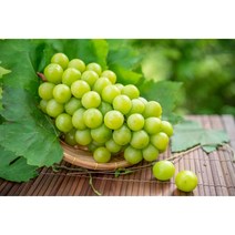 [꽃담은나무] 샤인머스켓 묘목, 1. 삽목1년 특묘, 1개