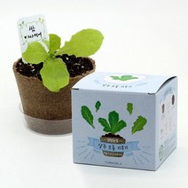 바보사랑 팜팜농장 상추 모종키우기.틔움세상
