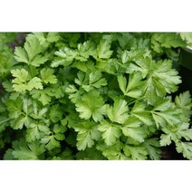 이탈리안 파슬리씨앗(Parsley) 일반종 200립 (CN)