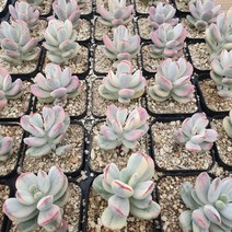 방울복랑수박금 최상급 랜덤 임의배송 aa 0420, 1개