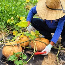 2022 국산 노지 손질한 늙은호박 500g-2kg /대량구매 학산농장직송 호박효능, 손질호박2kg, 1개