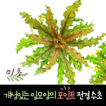 [미초] 쭈구리 헬프리 레드베인 수초 1촉 / 중후경 수초 / 레이아웃 / 어항 수초