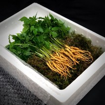 삼록초농원 새싹삼 새싹인삼, 1box, 대 35뿌리