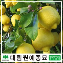 [대림원예종묘] 레몬나무 7치화분 결실주