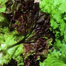 청상추 적상추 꽃상추 혼합 300g, 상추 300g