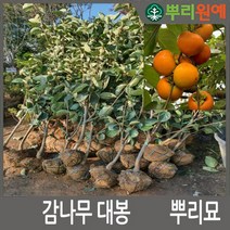 야오끼감나무 야오끼대봉감 왕대봉 야오끼 왕대봉2년생