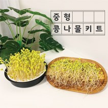 감성편의점 중형 집에서 콩나물 키우기 재배기 키트 가정용 어린이, 5)검정콩나물콩 500g(재배기별도추가)