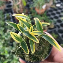 행복한꽃순이 금송석곡