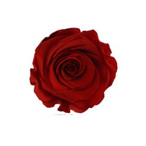 프리저브드 장미 머리(head) - 컬러 로즈 보존화, 라지(4~4.5cm), 장미 HEAD(머리) 레드