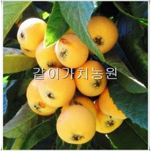 같이가치농원 비파나무 묘목 접목1년 40cm전후 화분묘