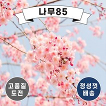 (나무85) 벚나무 6종, 6.겹벚 R3 내외 분