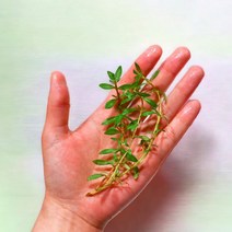 미미네아쿠아 루드위지아그랜듀로사 중후경수초 3촉, 단품