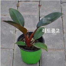 관엽/구근식물 레드콩고 갈색플라스틱 모종 4개(L0646)
