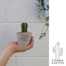 *티에라선인장* 초미니화분 *백도선 *수박 *금호 *백운각 *신단모환 선인장 - 미니시멘트 화분, 백운각