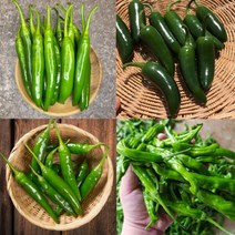 청양고추 오이고추 미인고추 꽈리고추 퍼펙트고추 할라피뇨 1kg, 정품 미인고추 1kg, 1개
