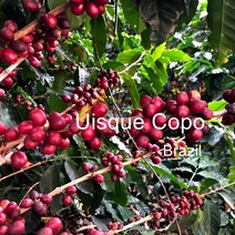 [위트러스트] 브라질 위스키 코푸 500g Brazil Uisque Copo/ 스페셜티 커피 원두, 더치(프렌치프레스)