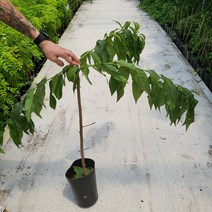 봄바람가든 과실수 천도복숭아묘목 신선복숭아 복숭아묘목 꼼꼼한포장 복숭아나무 천도신선 복숭아키우기 묘목