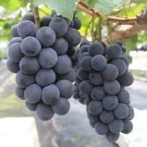 경북 산지직송 당일수확 18Brix 꿀당도 알맹이가 굵은 거봉 포도, 500g (1송이)