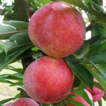 자두나무 묘목 추이가을자두나무 2년생, [ 추이자두나무 2년생 ]