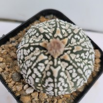 [메카다육]21-0530 선인장 슈퍼투구(국내실생)화분포함 다육식물