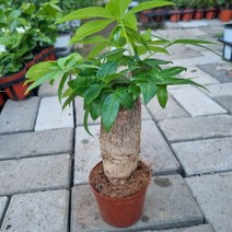 오동통 파키라(한대)