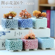 다육화분 다육이 심폴 화분 식물 미니 화분세트, 도자기, 옵션76