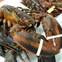 캐나다 활 랍스터 랍스타 500g 600g 700g 1kg 바닷가재, 03. 활 랍스터 1마리 (660~770g)