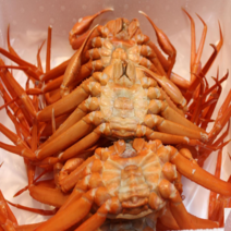 제일농수산 포항구룡포 연지홍게 자숙 붉은대게 찜발송, 홍게자숙정품 3kg(7-10마리)