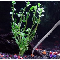 가이아라인 수초핀셋 고급형 트리밍 도마뱀먹이 급여 커브 직선 실버 27cm 38cm 48cm, 곡선형