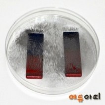 철가루 자기장실험 5인용