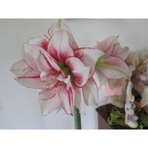 [명일원] 아마릴리스-엘바스 개화구 1구(둘레22-24cm), 1개