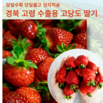 고당도 설향 딸기 경북 고령 수출품 킹스베리 고급딸기 과일선물 임산부 딸기 가정용 선물용, 2팩 1.6kg내외 70구 내외