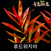 [수초마트] 루드위지아, [득템할인] 10줄기