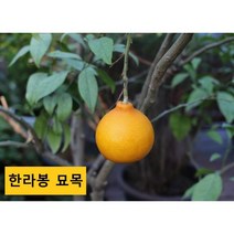 한라봉 묘목 [해밀원예조경]
