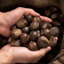 프리미엄 생율밤 1kg 햇밤 알밤 꿀밤 칼집밤 맛밤 생밤 캠핑 간식 야식 술안주, 상세페이지 참조