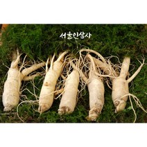 서울인삼사 6년근 풍기인삼 수삼 500g (9뿌리~ 13뿌리), 500g 9뿌리~13뿌리 가정용 신문지포장