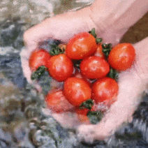 싱싱한 하루 당일 수확 대추 방울 토마토 2kg 5kg 간식용 산지직송, 방토 2kg (1~2번) 대과
