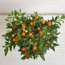 온누리농원 옥천앵두, 1개