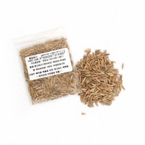 펫모닝 PMC-236 100 국내산 귀리씨앗(12g) 모종/꽃씨/꽃씨앗/화분/허브씨앗, 1