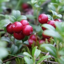 크랜베리나무 묘목 삽목2년 포트묘 5개