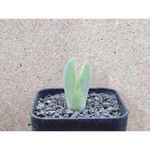 코노피튬/빌로붐-3269 아프리카농장, 1개