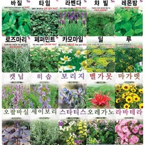 각종 허브 씨앗 모음 바질 라벤더 로즈마리 페퍼민트 카모마일 타임 씨 종자 모음, 마조람