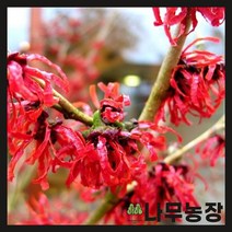 (나무농장) 신품종 풍년화 다이엔 접목2년 묘목