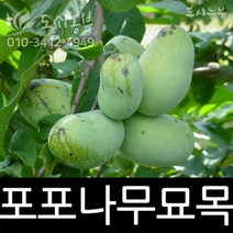 포포나무/뽀뽀나무/접목/1년/1주/망고/포트/도시농부