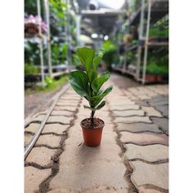 외목대 핫도그형 떡갈고무나무 소품 25-45cm 35
