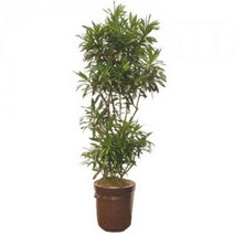 자마이카5 관엽식물 실내화초 축하화분 실내식물, 선택안함