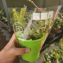 크로니아나 슈퍼에스키모호야 인기호야 반려식물